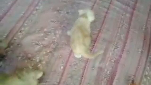 шотландские вислоухие котята Стерлитамак.Kittens.#шотландские.#котята.#вислоухие смотреть онлайн