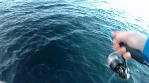 Раздача скумбрии. Рыбалка во Владивостоке. Морская ры?