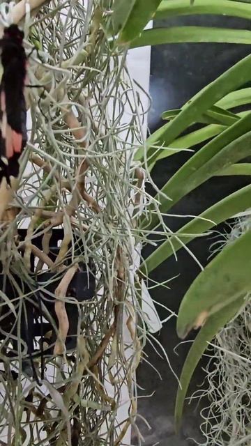 🦋#цветы #орхидеи #оранжерея #орхидеицветут #flowers #greenhous смотреть онлайн