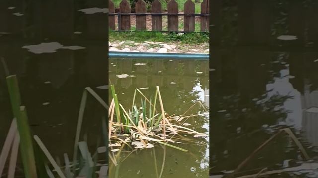 Лазаревское. 20 марта. Пруд с черепахами в парке. смотреть онлайн