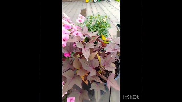 Никогда не выращивайте эти цветы... если не хотите тако