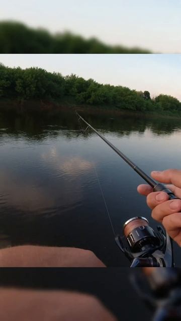 Чёткая поклёвка жереха🎣 #жерех #рыбалка #asp #fishing смотреть онлайн