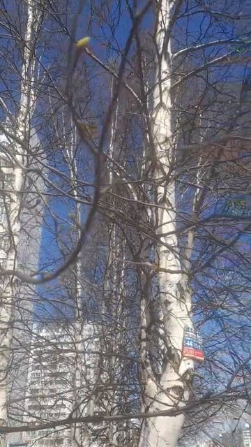 #Появились листики у белоствольной березки#Гармония и смотреть онлайн