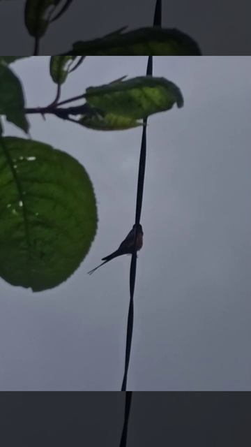 может быть,уехать на природу это всë - что,тебе нужно!?#? смотреть онлайн