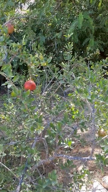 Дикий гранат и кактусы