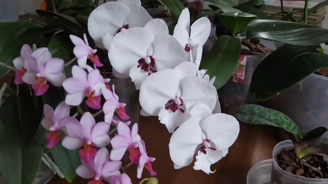 Орхидеи цветут Charming Panda ,Нежная Fuller Sunset, новинки пополнение коллекции #орхидеи #orhids