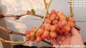 Виноград Басанти - 2024, сверхранний срок