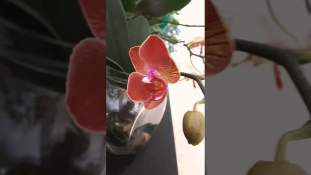 Пробуждение орхидей 🌸💮🏵 #орхидеидома #орхидеяцвет? смотреть онлайн