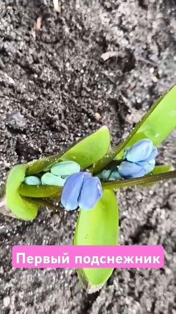 подснежник смотреть онлайн