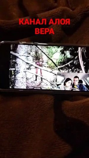 АЛОЯ ВЕРА КЛОУН ПОЖИРАТЕЛЬ И ГОРКА ПОЖИРАТЕЛЬ