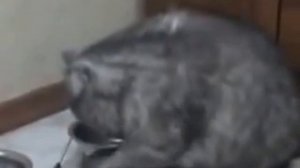 Смешной ролик про кота  Жрать давай!