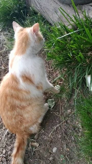 Рыжик ест траву смотреть онлайн