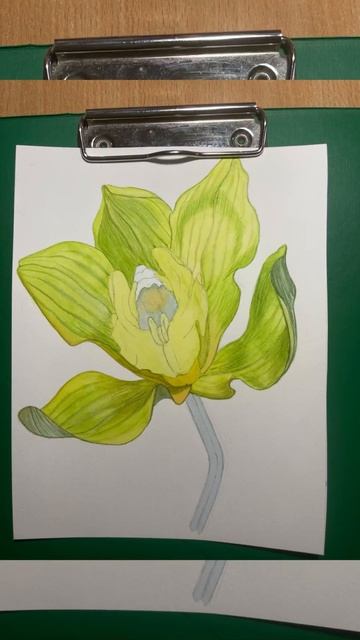 Орхидея цимбидиум￼ акварелью ￼ смотреть онлайн