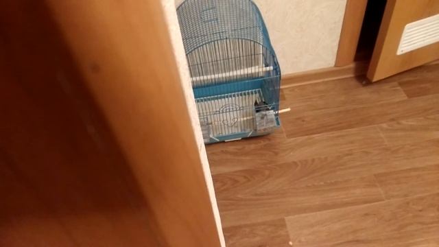 Пойман с поличным) Проша успокоился и начал кушать :з смотреть онлайн