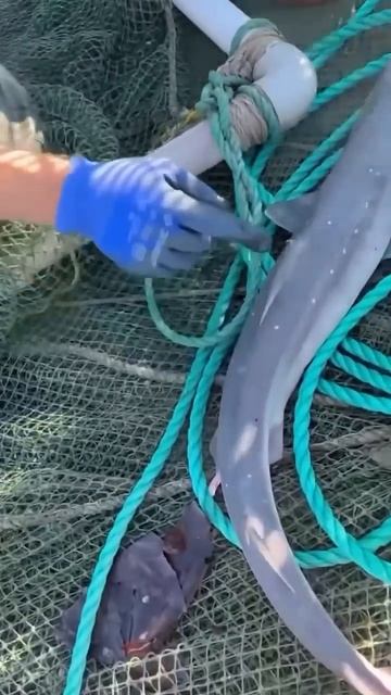 Катран Черноморская 🦈 ￼