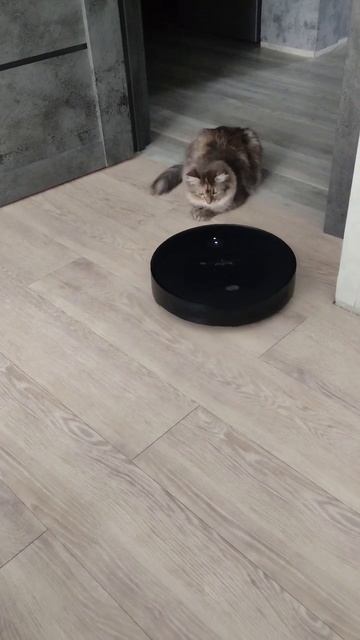 Мявка и робот пылесос смотреть онлайн