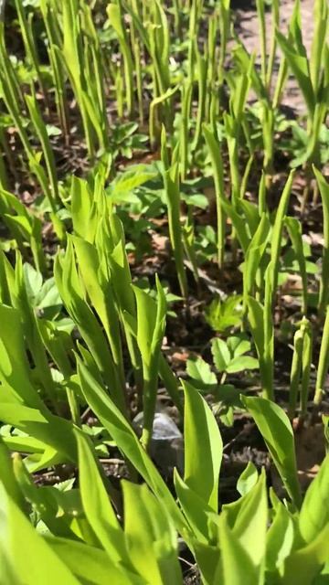 Ландыши 3 мая. Рост за сутки, смотри предыдущий Shorts смотреть онлайн