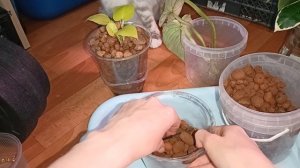 комнатные растения: посадка филодендрон Мамей🪴Мамей