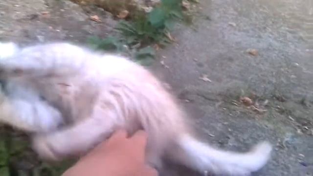 Лучший котёнок Феликс нашёл жука смотреть онлайн