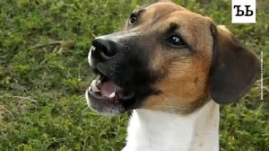 ГОВОРЯЩИЕ СОБАКИ || Их научили разговаривать с помощью