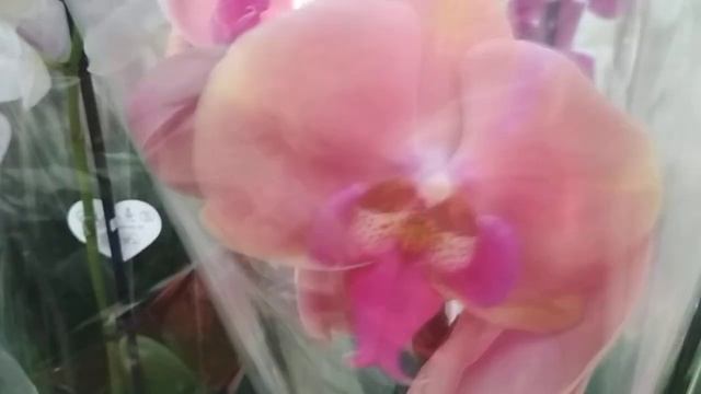 Классные орхидеи в ОБИ 🌹🌻тц Фантастика 🌷г Нижний Н? смотреть онлайн