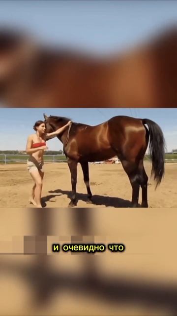 Ну очень умная лошадь 🐎 По вопросам сотрудничества писать в тг @mirvocrug1❤ смотреть онлайн