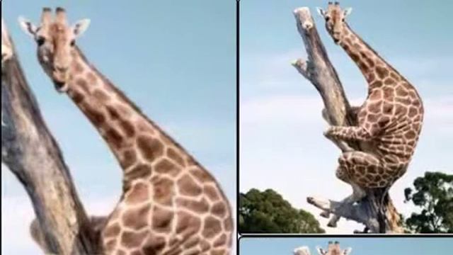 Прикол над (Жирафом)😂 смотреть онлайн