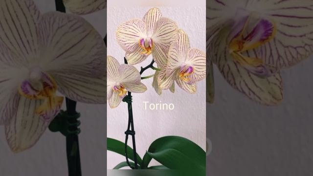 🌸Сорта названия моих домашних Орхидей 🌺Фаленопсис # смотреть онлайн