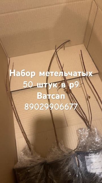 Набор метельчатых гортензии.  Ватсап 89029906677