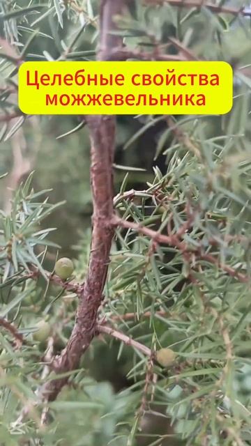 Можжевельник увеличивает мужскую силу #здоровье #целе смотреть онлайн
