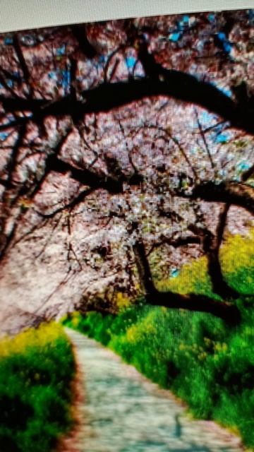 Ева Власова...#shortsvideo #shatunov #trending #2024 #love #shorts #shorts #flowers #seve смотреть онлайн