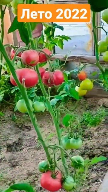 Домик на Севере🏠 Арбуз есть не буду😂🍉 смотреть онлайн