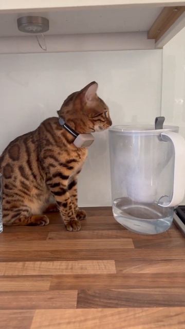Сэм и фильтр для воды #bengalcat смотреть онлайн