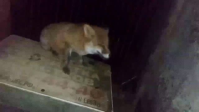 1208. Маркиза - дневник приручения дикой лисы, ест два яй? смотреть онлайн