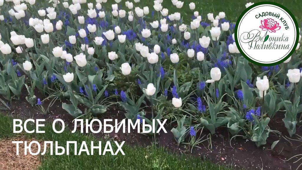ВСЕ О ТЮЛЬПАНАХ смотреть онлайн