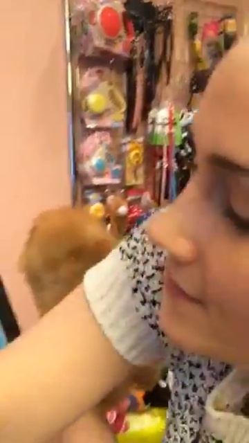 померанский шпиц - Картошка.