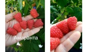 Новый сорт ремонтантной малины Амаранта 21.08.24 г