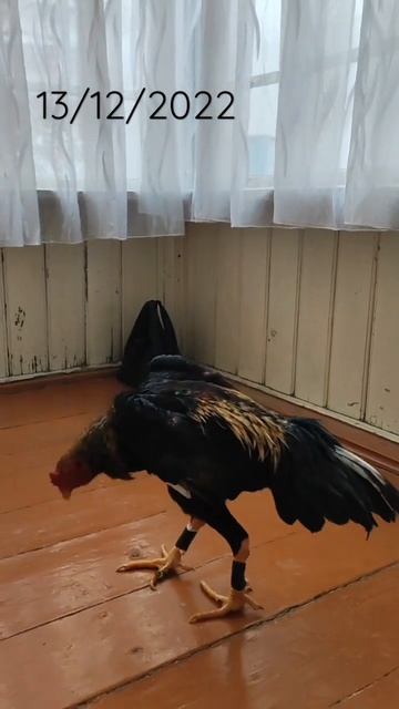 продаётся Февральский 4.700 вес адрес Узбекистан город ? смотреть онлайн