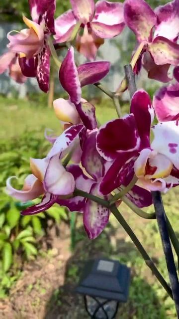 Новая орхидея🌺 #shorts#орхидеи#орхидеидома#орхидеиуход? смотреть онлайн