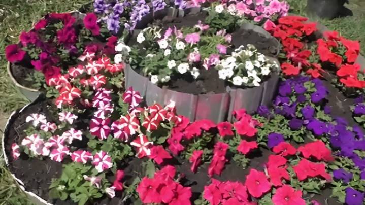 🌺 Лучший способ посадки петунии в клумбу. Наш проверенный способ! смотреть онлайн