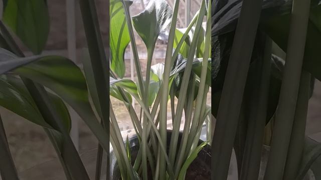 Орхидея phalenopsis. Цветонос орхидеи.#фаленопсис #орхидеи # смотреть онлайн