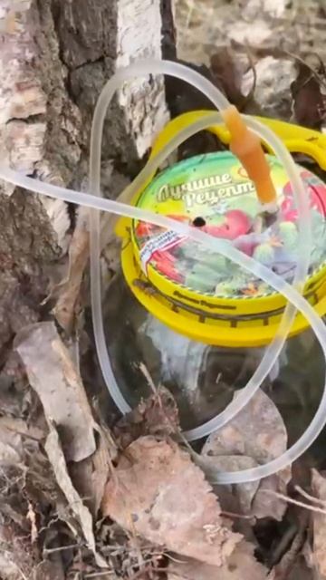 КАПЕЛЬНИЦА для берёзы смотреть онлайн