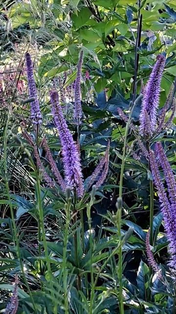 Вероникаструм Red Arrows в саду 🪻🐝 смотреть онлайн