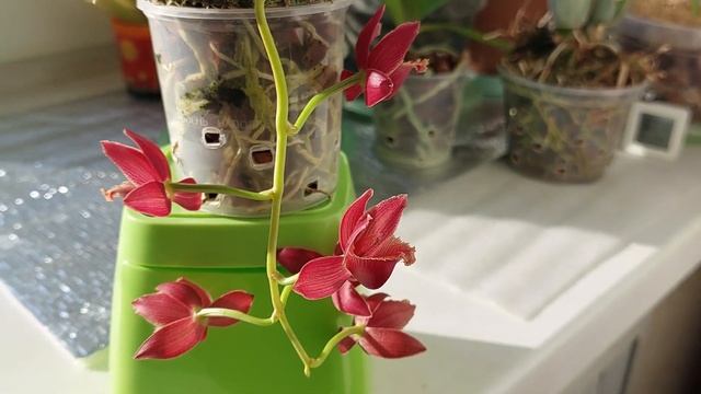 Цветут mormodia Jumbo Gracefull и catasetum planiceps. Катасетум или орхид? смотреть онлайн