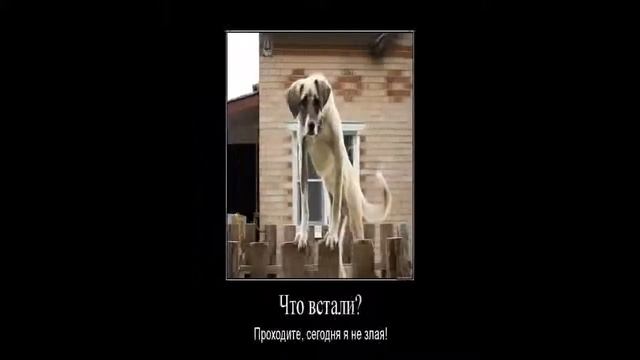 Угарные фотоприколы смотреть онлайн