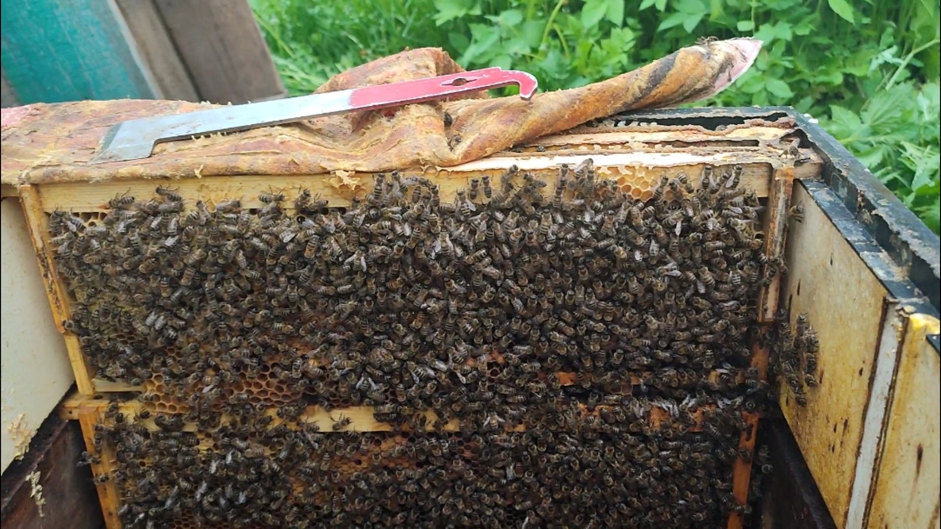 Самый маленький отводок (2 рамки на 145) смотреть онлайн