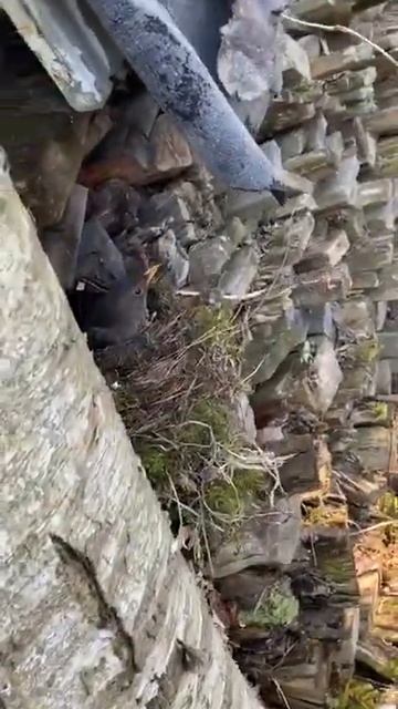 Птица и сарай. смотреть онлайн