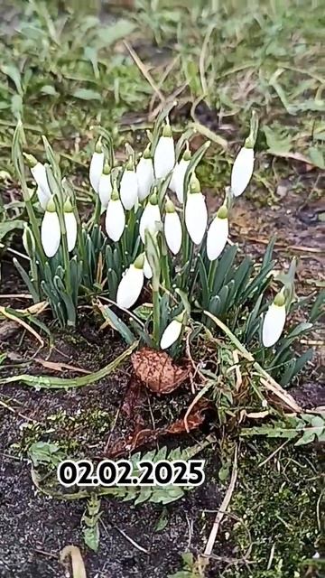 #подснежники #подснежник #зима #цветы Подснежники в фе? смотреть онлайн