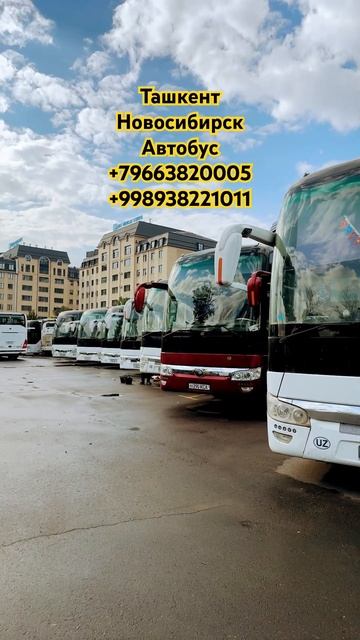 ташкент новосибирск автобус прямой рейс смотреть онлайн