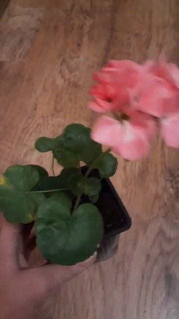 Черенок пеларгонии цветет/Pelargonium stalk blooms. смотреть онлайн